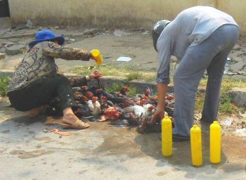 Forcing water into chickens